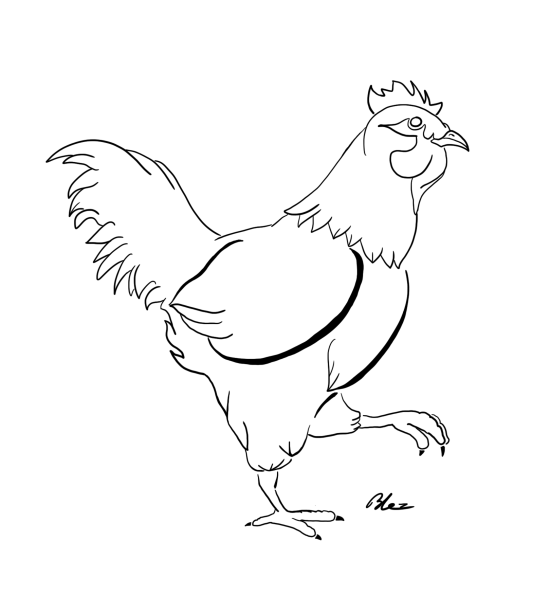 Proposition de dessin de poulet de Bresse pour un projet de sérigraphie